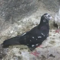 معاوضه باصید منطقه