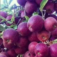 باغچه میوه سیب الو و شلیل  نقدا اجاره میکنم