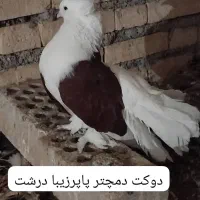 کفترپرشی ساعتی بلندگیر|پرنده|حمیدیه, |دیوار