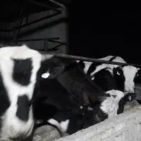 گوساله پرواری|حیوانات مزرعه|ضیاء آباد, |دیوار