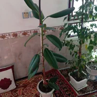 فیکوس‌وبنجامین