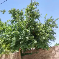 فروش سیم کارت