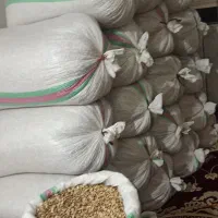 تخم هندوانه|خوردنی و آشامیدنی|کلاله, |دیوار