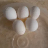 تخم عروس هلندی