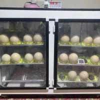 دستگاه جوجه کشی معاوضه با یخچال