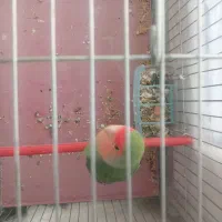 طوطی برزیلی