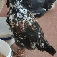 مرغ و خروس ابریشمی و گلین|حیوانات مزرعه|وحیدیه, |دیوار