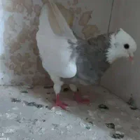کبوتر جونه