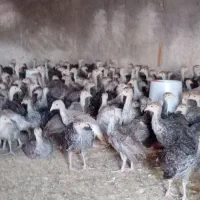 بوقلمون برنزه ۴۵ روز واکسن خورده  و کاملن سالم