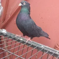 زاغ ابادانی