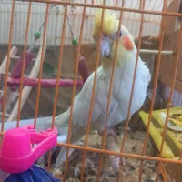 عروس هلندی فوق مولد