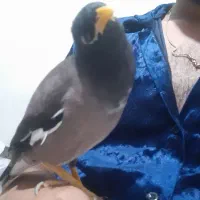 مینا سخنگو فول دستی