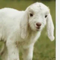 یک کهر نر ۳ ماه قیمت ۸ چک یک ماه