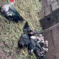 اردک خارجی و غاز بالغ تخم گذار