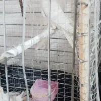 عروس هلندی ومرغ عشق|پرنده|گرگان, |دیوار