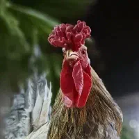 خروس چهل تاج