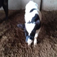 گوساله پای پروار