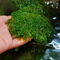 خزه کریسمس|ماهی|شاهینشهر, فردوسی|دیوار