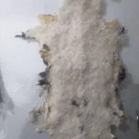 پوست بره نر ینه سفید وفرفری