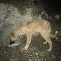 فروش کوتکه نر گالشی|سگ|رحیمآباد, |دیوار