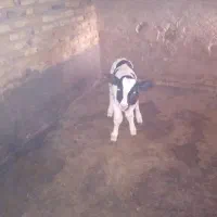 دوراس گوساله شیری