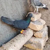 کفتر آلمانی