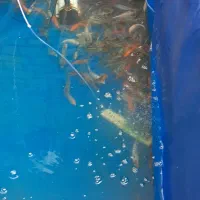 حراجی کوی به علت خرید بار جدید