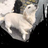 فروشی|سگ|کرمان, |دیوار