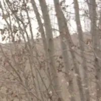 فروش قلمه درخت کبوده