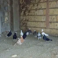 پرنده