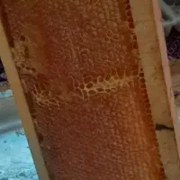 عسل اردبیل قیمت مناسب