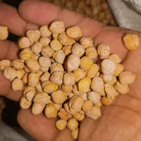 حبوبات نخود