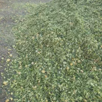 استخدام کارشناس فروش خانم|استخدام بازاریابی و فروش|دزفول, |دیوار