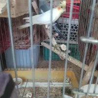 1جفت عروس هلندی جوجه6ماهه سالم باقفس کامل