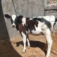 گوساله ماده