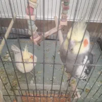 عروس هلندی جفت و مولد