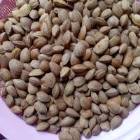 بادام امسال|خوردنی و آشامیدنی|تهران, ارم|دیوار