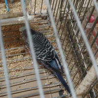 مرغ عشق با تخم جوجه|پرنده|نجف‌آباد, الله اکبر|دیوار