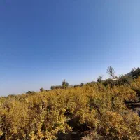 فروش زمین کشاورزی و دامداری  فروش زمین و باغ|فروش زمین و ملک کلنگی|مهاباد (اصفهان), |دیوار