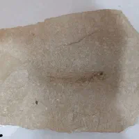 فسیل ماهی