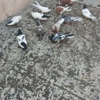 کفتر طوقی سرور سینه سیاه|پرنده|تهران, بهارستان|دیوار