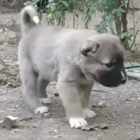 واگذاری آلابای سنگین وزن نگهبان و گله|سگ|رشت, ترمینال|دیوار