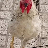 خروس