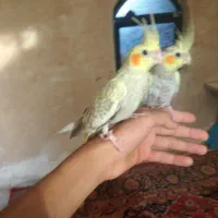عروس هلندی
