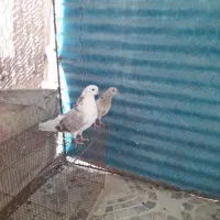 یه کفتر وکبوتر سرور تهرانی|پرنده|شیراز, شهدای شهرک سعدی|دیوار