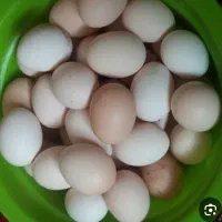 تخم مرغ مرندی نطفه دار