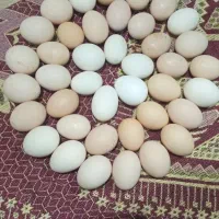 تخمه مرغ کوردی و محلی با برگ بوی تر و تازه