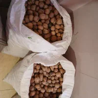 گردوی مرغوب تازه باغ خودمون|خوردنی و آشامیدنی|تهران, مسعودیه|دیوار