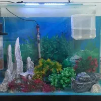 اکواریوم|ماهی|بیجار, |دیوار