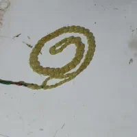 تسبیح شاه مقصود افغان اصلی